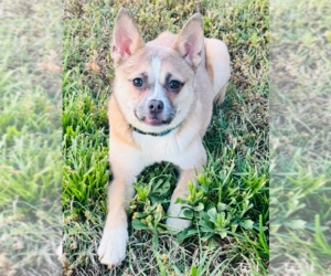 Chihuahua-Unknown Mix Dogs for adoption in Raleigh, NC, USA