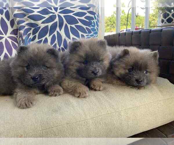 Medium Photo #5 Chow Chow Puppy For Sale in EFFINGHAM, SC, USA