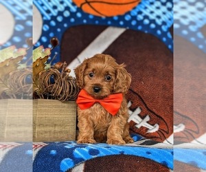 Cavapoo Puppy for Sale in CHRISTIANA, Pennsylvania USA