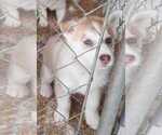 Small Photo #6 Siberian Husky Puppy For Sale in VIRGINIA, MN, USA