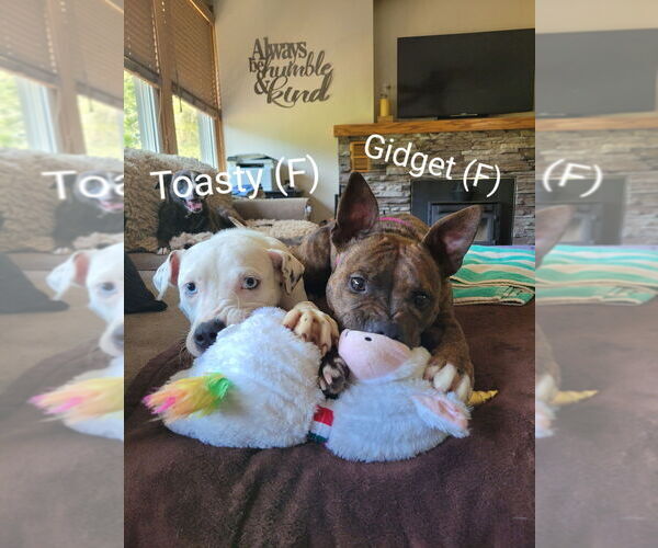 Medium Photo #5 American Pit Bull Terrier-American Staffordshire Terrier Mix Puppy For Sale in Wenonah, NJ, USA