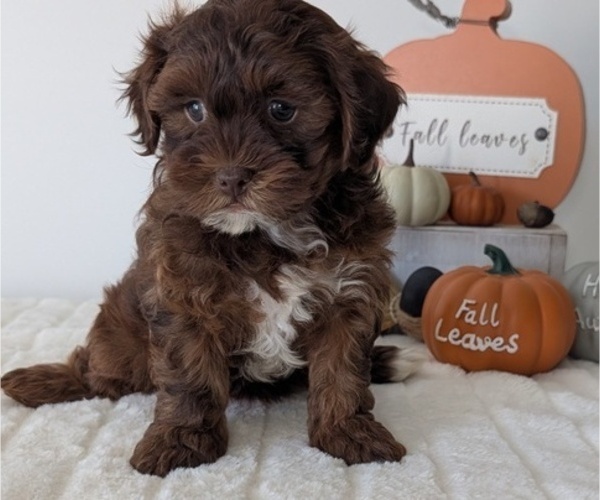 Medium Photo #5 ShihPoo Puppy For Sale in GOSHEN, IN, USA