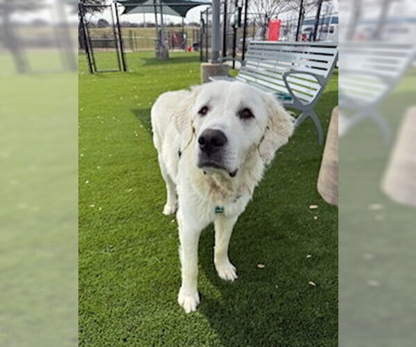 Medium Photo #10 Great Pyrenees Puppy For Sale in Spring, TX, USA