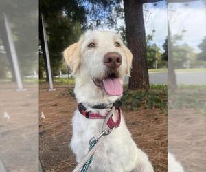 Labrador Retriever Dogs for adoption in Fremont, CA, USA