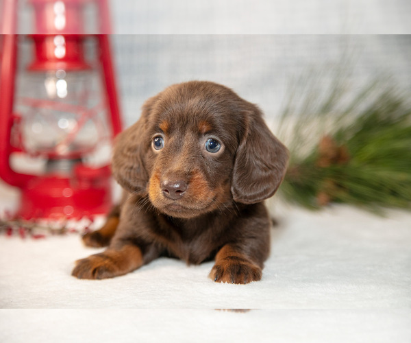 Medium Photo #9 Dachshund Puppy For Sale in GOSHEN, IN, USA
