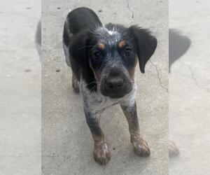 Mutt Dogs for adoption in San Antonio, TX, USA