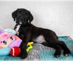 Small #1 Labrador Retriever Mix