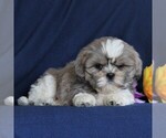 Small Photo #1 Shih Tzu Puppy For Sale in NARVON, PA, USA