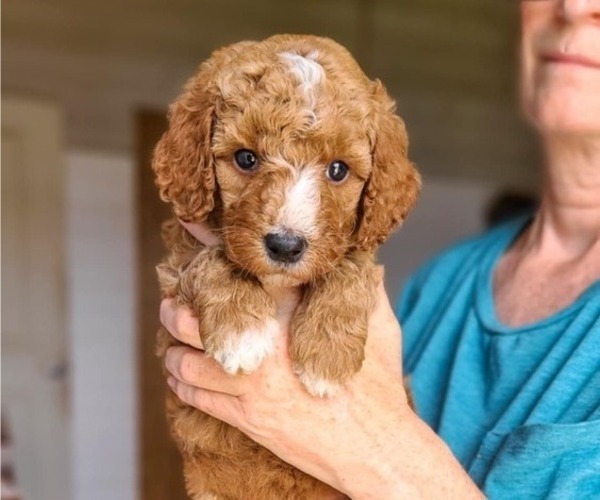 Medium Photo #3 Poodle (Standard) Puppy For Sale in WAGENER, SC, USA