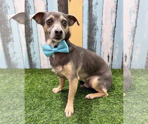 Chihuahua-Unknown Mix Dogs for adoption in Corona, CA, USA