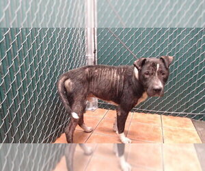 Mutt Dogs for adoption in Downey, CA, USA
