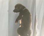 Small #3 Golden Retriever