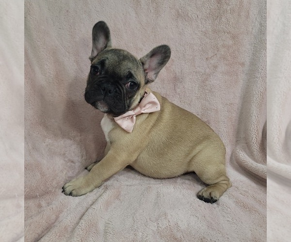 Medium Photo #8 French Bulldog Puppy For Sale in MINERAL WELLS, WV, USA