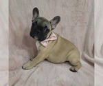 Small Photo #8 French Bulldog Puppy For Sale in MINERAL WELLS, WV, USA