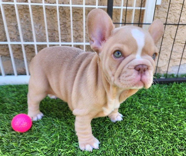 Medium Photo #11 French Bulldog Puppy For Sale in LAS VEGAS, NV, USA
