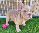 Small #10 French Bulldog