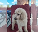 Puppy Cream Puff Poodle (Standard)