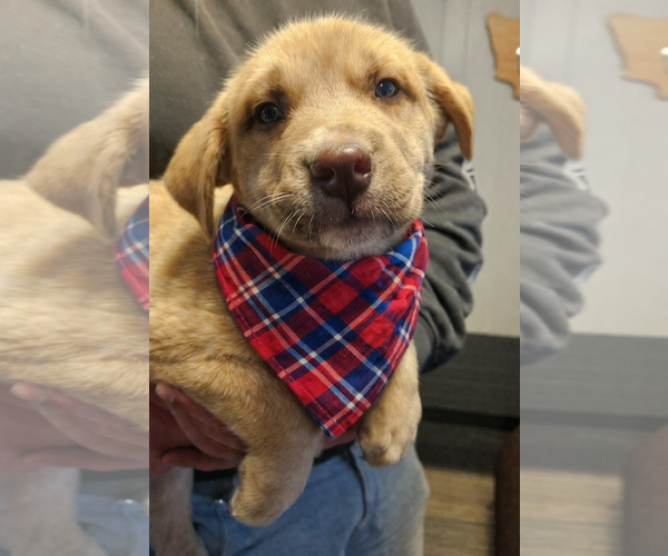 Medium Photo #1 Golden Labrador Puppy For Sale in Mt. Laurel, NJ, USA