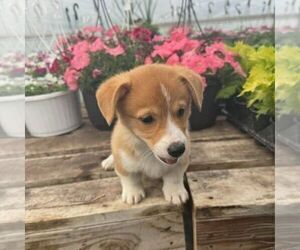 Pembroke Welsh Corgi Puppy for sale in ROCKVILLE, IN, USA