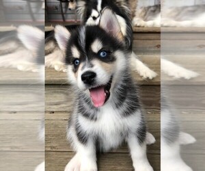 Pomsky Puppy for sale in SAVOY, MA, USA