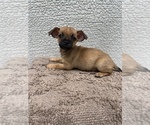 Small Photo #10 Chiweenie-Jack Russell Terrier Mix Puppy For Sale in SAINT AUGUSTINE, FL, USA