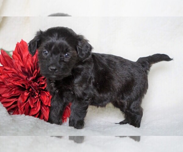 Medium Photo #3 Goldendoodle-Poodle (Miniature) Mix Puppy For Sale in FREDERICKSBG, OH, USA