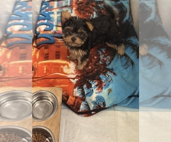 Medium Photo #1 Yorkshire Terrier Puppy For Sale in NORFOLK, VA, USA
