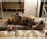 Small #2 American Staffordshire Terrier