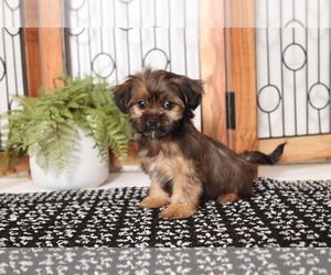 Shorkie Tzu Puppy for sale in NAPLES, FL, USA