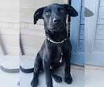 Small #5 Labrador Retriever Mix