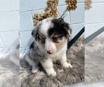 Small Photo #3 Anatolian Shepherd-Cardigan Welsh Corgi Mix Puppy For Sale in HONEY BROOK, PA, USA