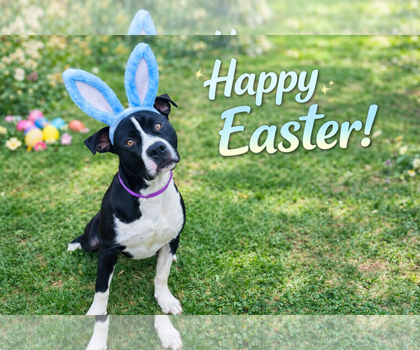 Medium Photo #4 Mutt Puppy For Sale in Euless, TX, USA