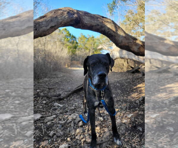 Medium Photo #8 Great Dane-Unknown Mix Puppy For Sale in Bullard, TX, USA