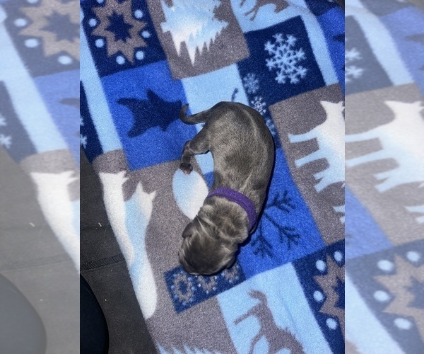 Medium Photo #1 Cane Corso Puppy For Sale in PALOS HEIGHTS, IL, USA