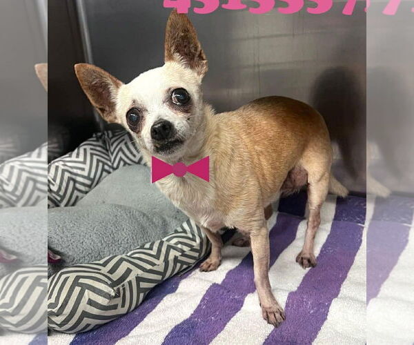 Medium Photo #4 Chihuahua Puppy For Sale in Boonton, NJ, USA