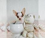 Small #15 Chihuahua