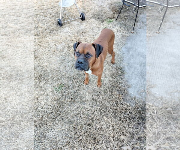 Medium Photo #2 Boxer Puppy For Sale in  Katy, TX, USA
