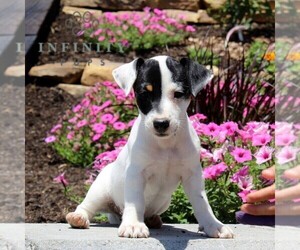 Medium Jack Russell Terrier