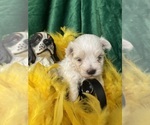 Small #3 Maltese