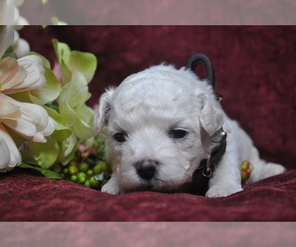 Medium Photo #4 Bichon Frise Puppy For Sale in BREMEN, GA, USA