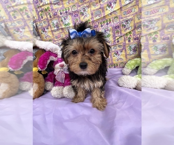 Medium Photo #7 YorkiePoo Puppy For Sale in BOLINGBROOK, IL, USA