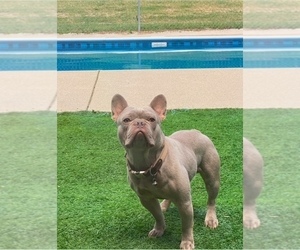 Father of the French Bulldog puppies born on 06/14/2025