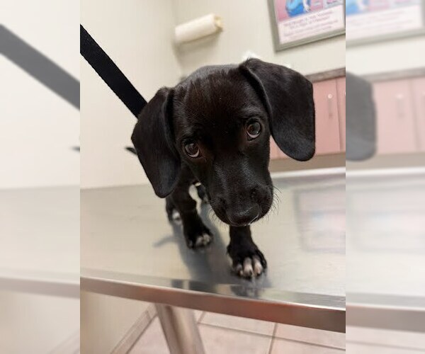Medium Photo #4 Dachshund-Unknown Mix Puppy For Sale in San Diego, CA, USA