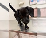 Small #3 Dachshund Mix