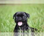 Small #3 Pug