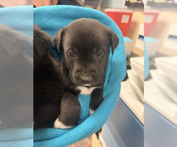Medium Photo #1 Mutt Puppy For Sale in Riverside, CA, USA