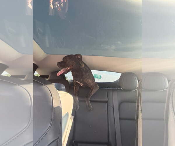 Medium Photo #3 Mutt Puppy For Sale in Miami, FL, USA