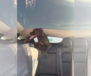 COURTESY POST: Rocky - Male Mutt Dog for Adoption - Photo #3