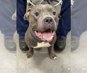 Mutt Dogs for adoption in Forestville, MD, USA