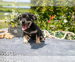 Small #2 Chihuahua